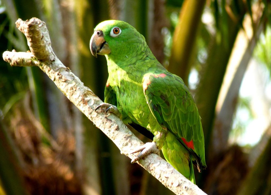 Amazona_ochrocephala_Puerto_Maldonado