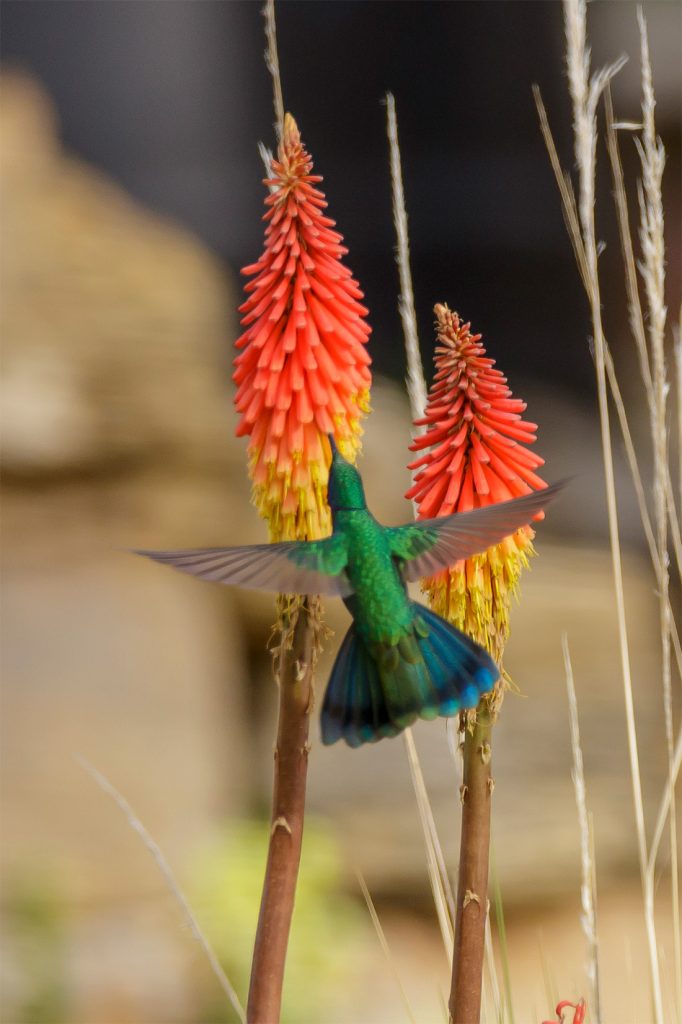 Lago_Titicaca_Sparkling_Violetear_Hummingbird