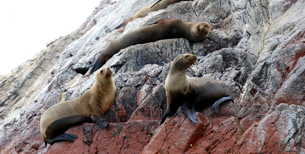 ballestas-islands