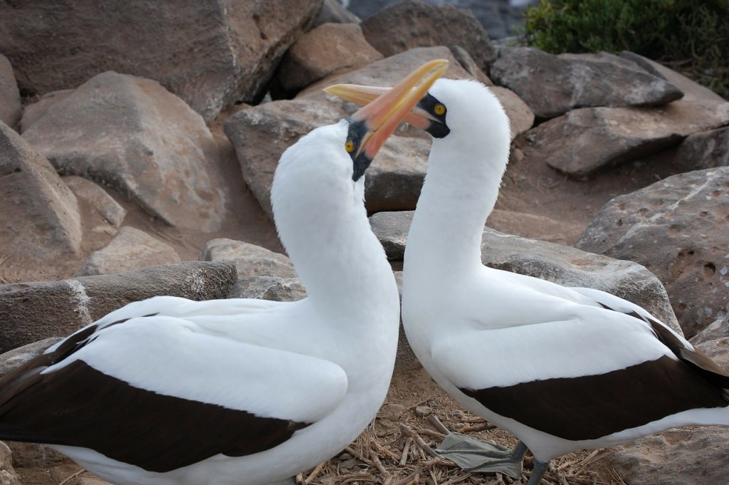 Nazca birds